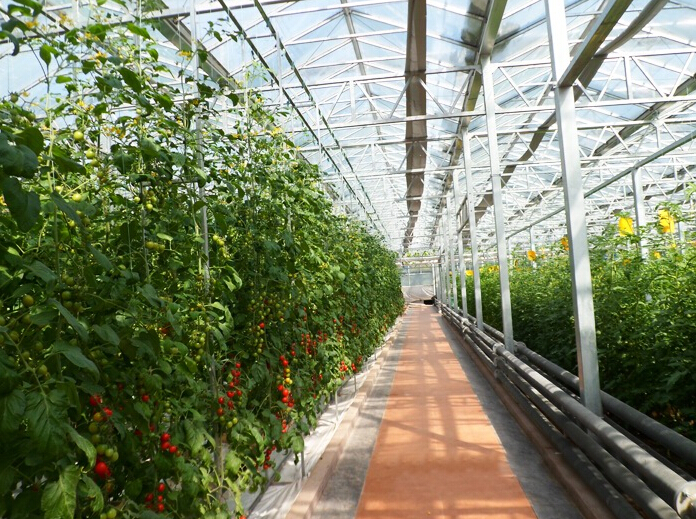 山東省壽光市蔬菜高科技示范園九號(hào)廳（陽(yáng)光板智能連棟溫室）