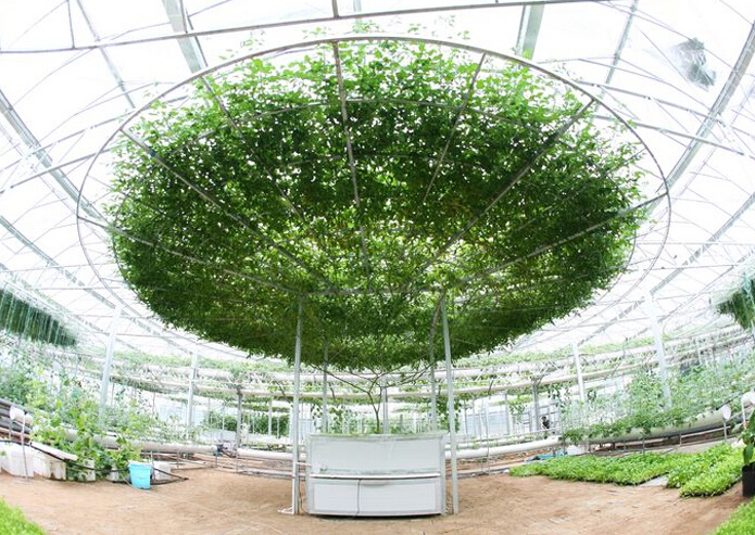 山東省壽光市蔬菜高科技示范園九號(hào)廳（陽(yáng)光板智能連棟溫室）
