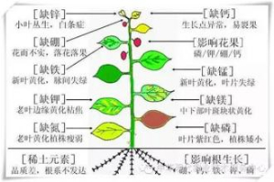 植物必須的大量元素，及作用